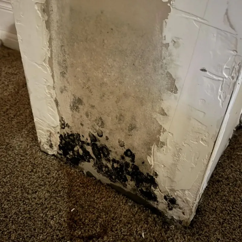Professional Mold Removal in Brooksville, KY
